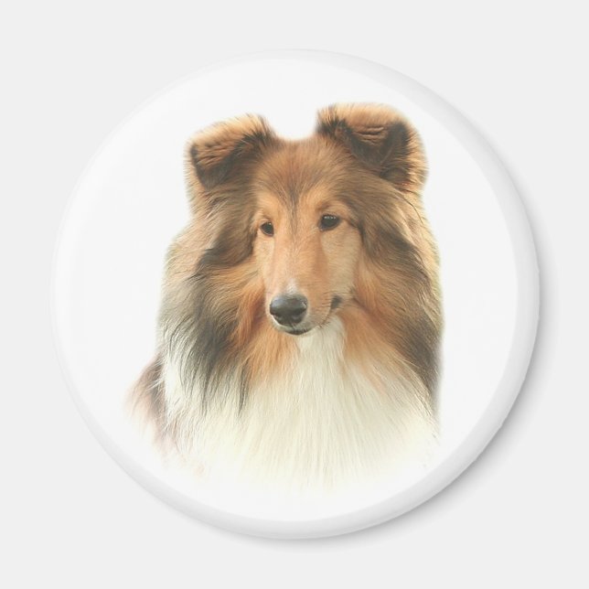 Shetland Sheepdog Magnet (Front)