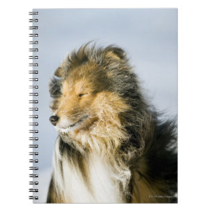 Shetland Sheepdog Notebook