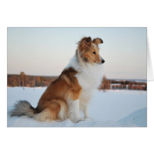 Shetland sheepdog paper product