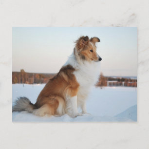 Shetland sheepdog paper product postcard