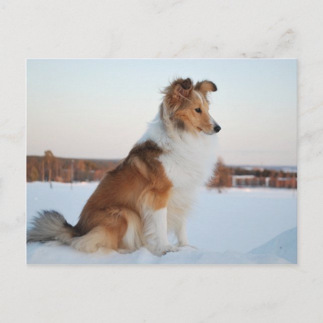 Shetland sheepdog paper product postcard (Front)