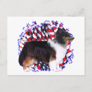 Shetland Sheepdog Patriot Postcard