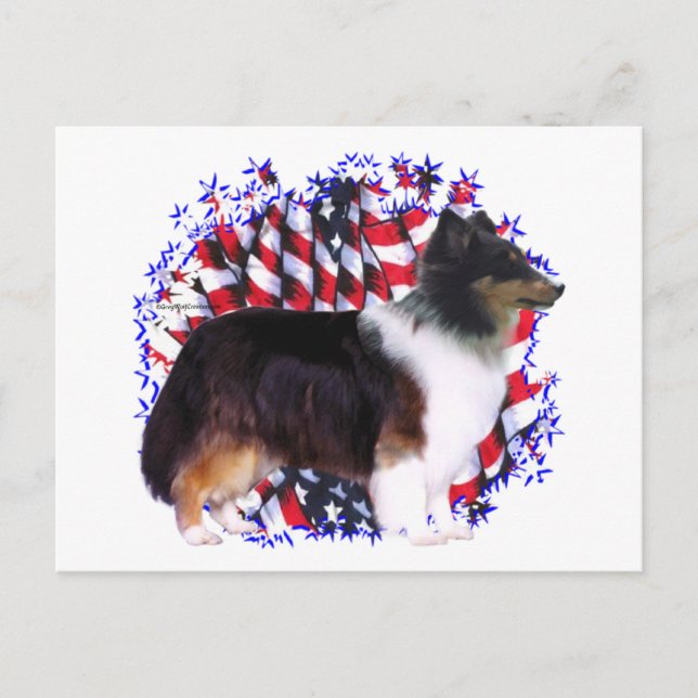 Shetland Sheepdog Patriot Postcard (Front)