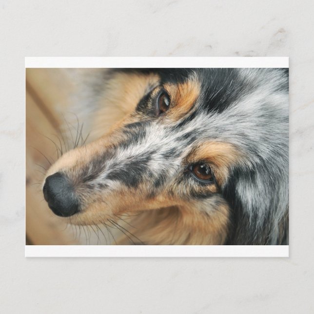 Shetland Sheepdog Postcard (Front)