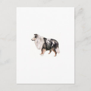 Shetland Sheepdog Postcard