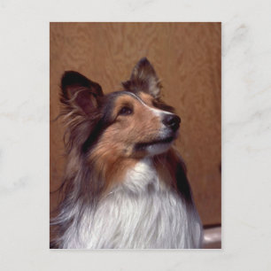 Shetland Sheepdog Postcard