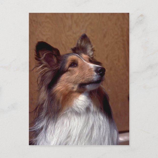 Shetland Sheepdog Postcard (Front)