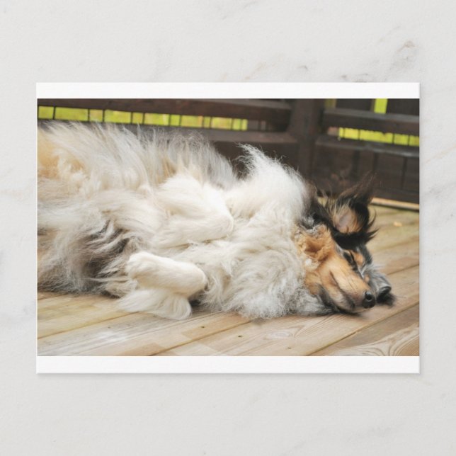 Shetland Sheepdog Postcard (Front)