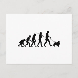 Shetland Sheepdog Postcard