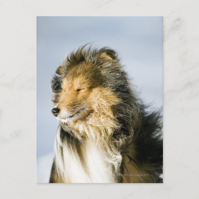 Shetland Sheepdog Postcard (Front)