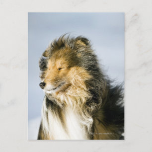 Shetland Sheepdog Postcard