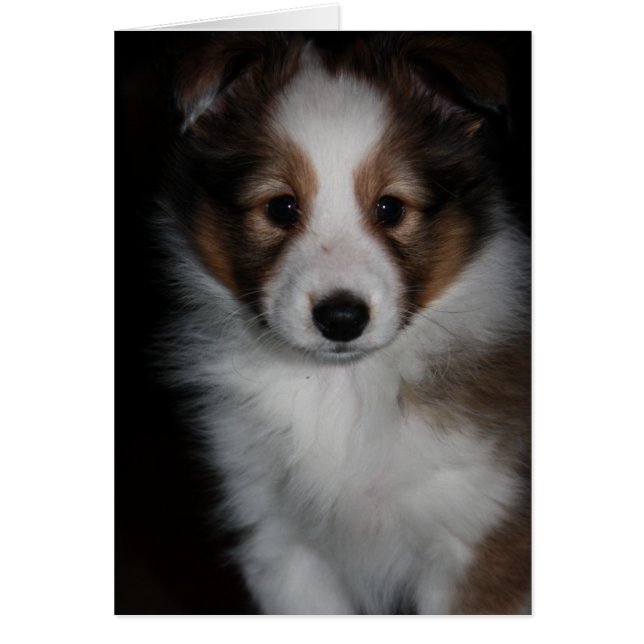Shetland Sheepdog Puppy (Front)
