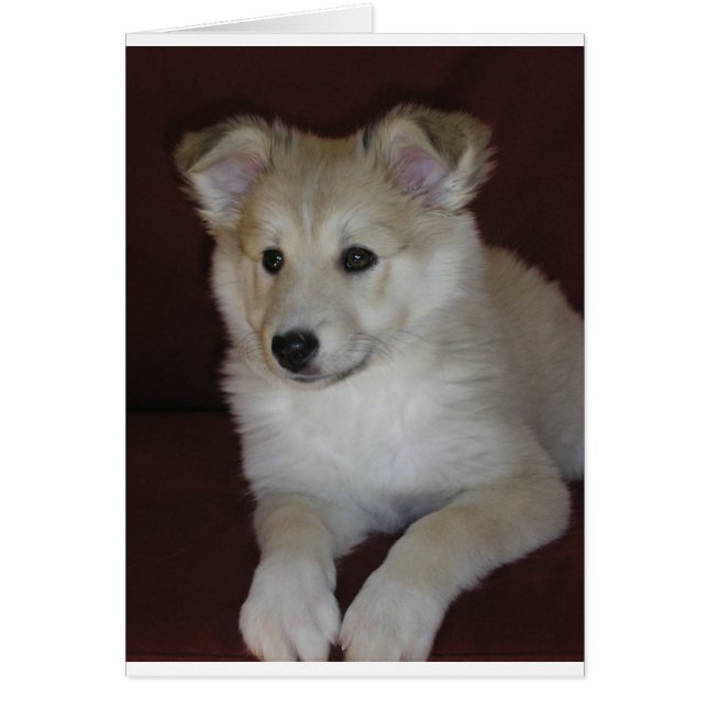 shetland sheepdog puppy (Front)
