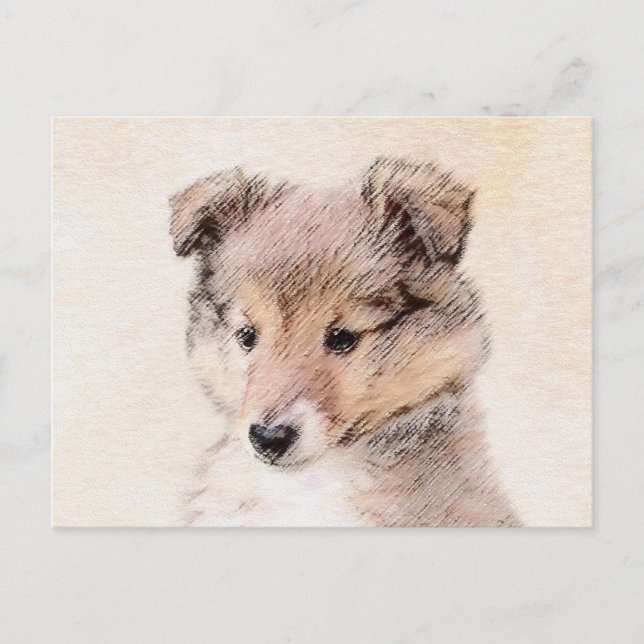 Shetland Sheepdog Puppy Painting Original Dog Art Postcard (Front)