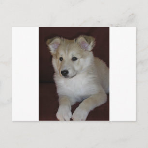 shetland sheepdog puppy postcard