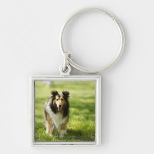 Shetland Sheepdog running on the grass Key Ring