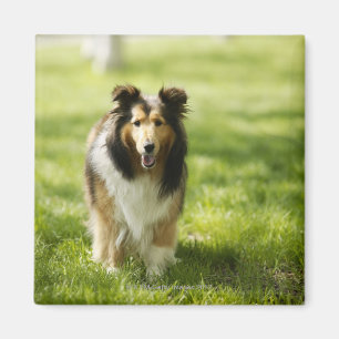 Shetland Sheepdog running on the grass Magnet