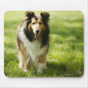 Shetland Sheepdog running on the grass Mouse Pad