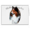 Shetland Sheepdog (sable) Dad 2