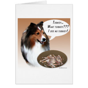 Shetland Sheepdog (sable) Turkey