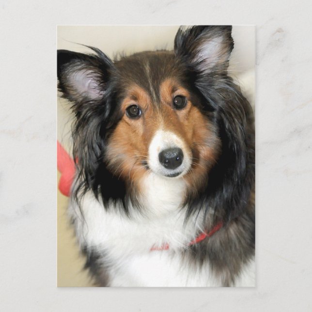Shetland Sheepdog (Sheltie) Dog Breed Postcards (Front)