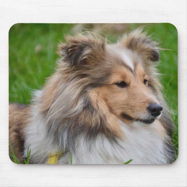 Shetland Sheepdog - Sheltie Dog Mouse Pad (Front)