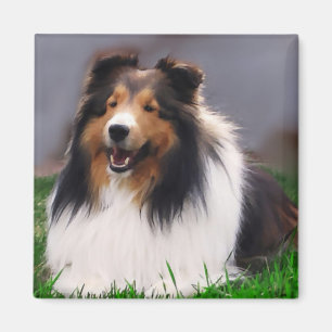 Shetland Sheepdog Sheltie Gifts Magnet