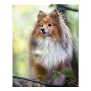 Shetland Sheepdog Sheltie little dog in forest Jig Photo Print