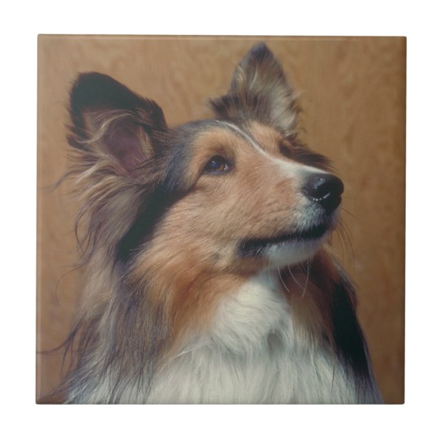 Shetland Sheepdog Sheltie Tile (Front)