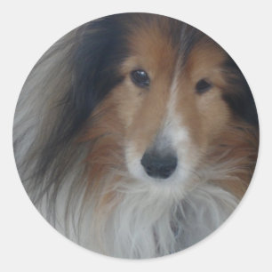 Shetland Sheepdog Stickers