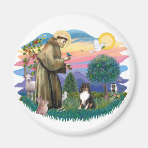 Shetland Sheepdog (tri colour) Magnet