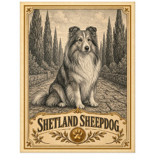 Shetland Sheepdog, Vintage Heritage Dog Postcard
