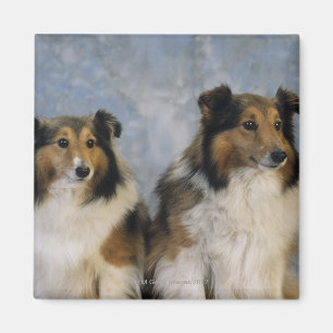 Shetland Sheepdogs Magnet