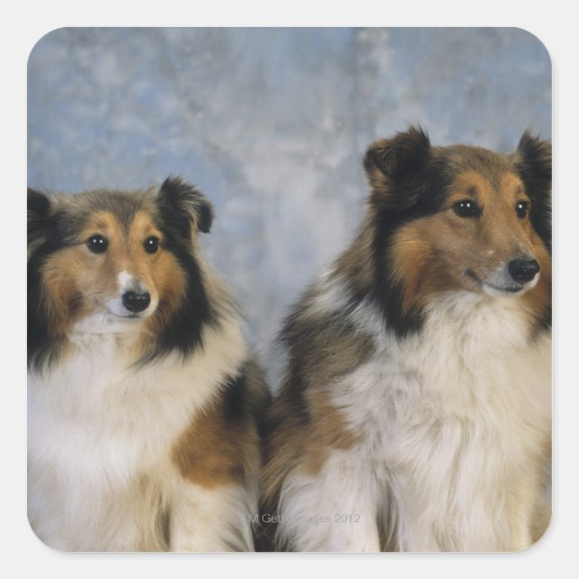 Shetland Sheepdogs Square Sticker (Front)