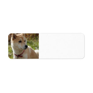 shiba cream return address label