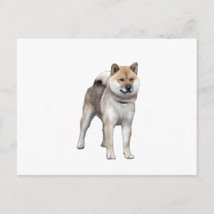 Shiba Inu (C) Postcard