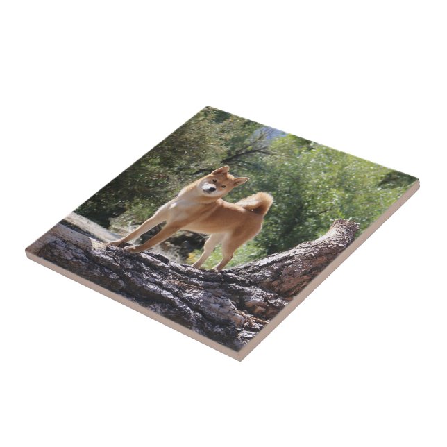 Shiba Inu Ceramic Tile (Side)