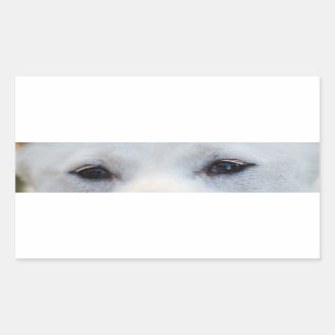 shiba-inu-cream eyes rectangular sticker