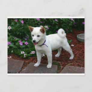 shiba-inu-cream pup postcard