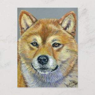 Shiba Inu Dog Art - Suki Postcard