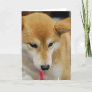Shiba Inu Dog  Greeting Card