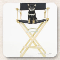 Shiba Inu dog on director's chair