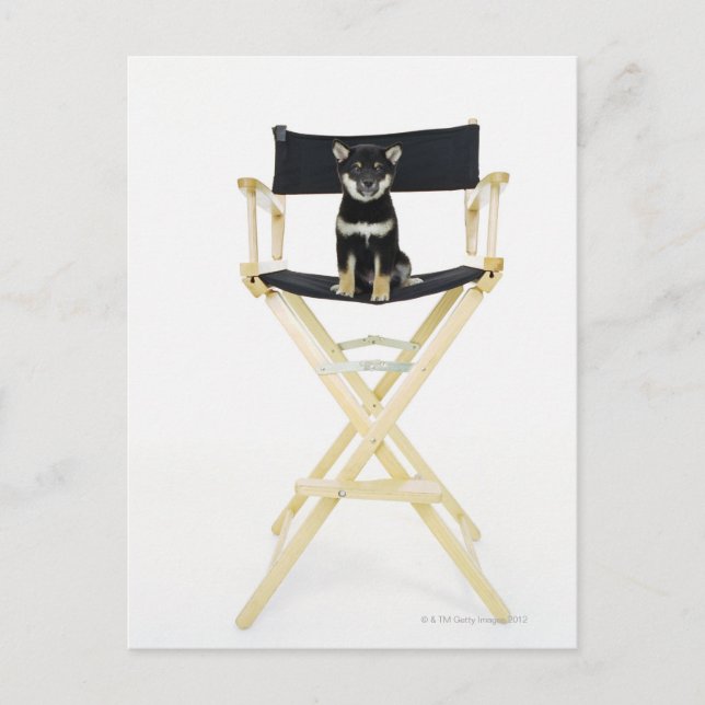 Shiba Inu dog on director's chair Postcard (Front)