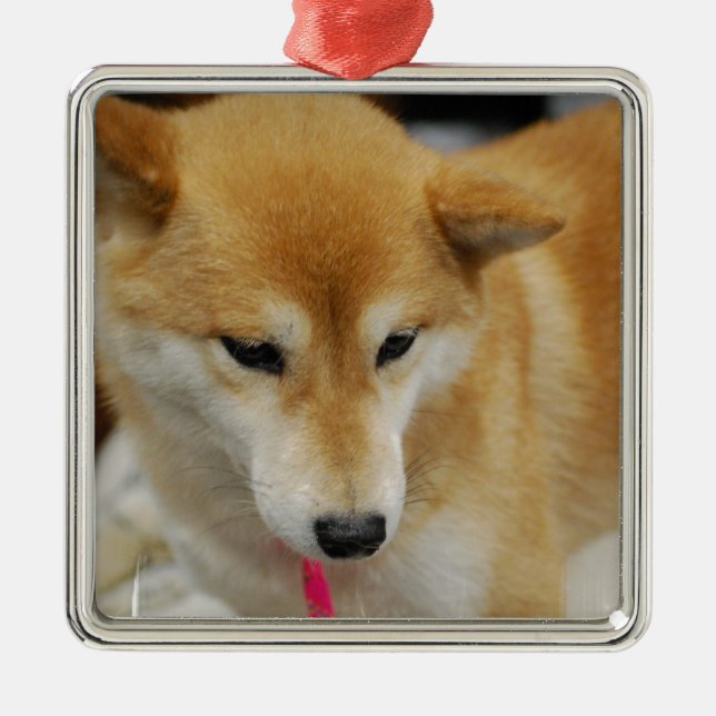 Shiba Inu Dog  Ornament (Front)