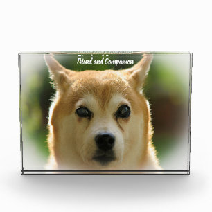 Shiba Inu Dog. Photo Block