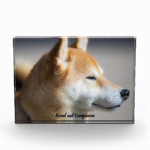 Shiba Inu Dog. Photo Block