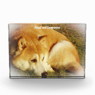 Shiba Inu Dog. Photo Block