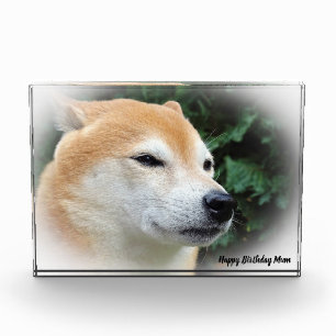 Shiba Inu Dog. Photo Block