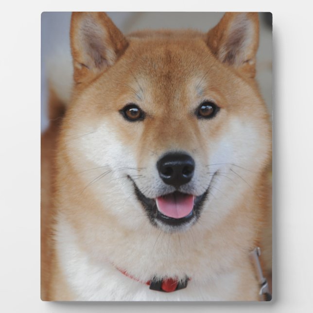 Shiba inu plaque (Front)