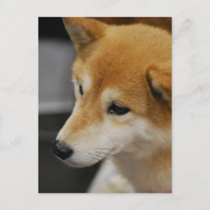 Shiba Inu Postcard